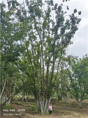 叢生元寶楓價格量大從優(yōu)