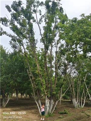 叢生元寶楓批發(fā)