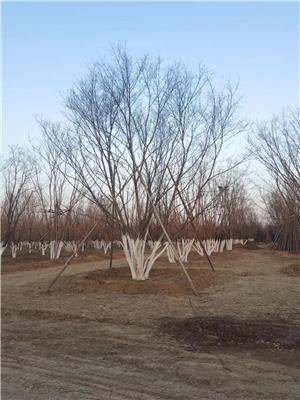 優(yōu)質(zhì)五角楓叢生苗木