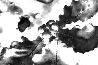 蒙古棟樹(shù)值多少錢(qián)？