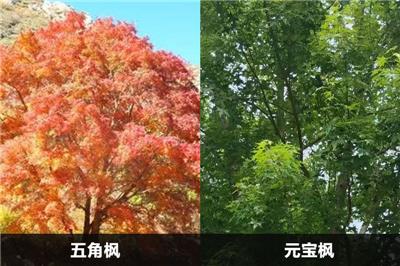 五角楓和元寶楓的區(qū)別有幾點(diǎn)？應(yīng)該怎么分別？